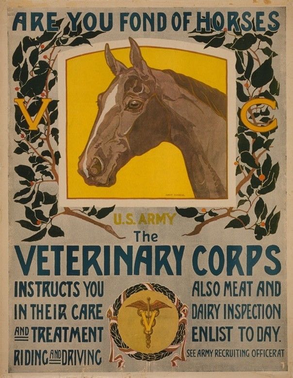 LOT 2 HORSE VETERINARY CORPS MEDICINE ARMY VETERINARIAN DOCTOR 13X19 
