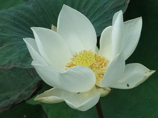 12(6+6) Packs Water Lily + Lotus seeds Pond plants  