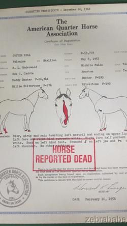   Original AQHA Registration Papers NCHA World Champion Cutting Horse